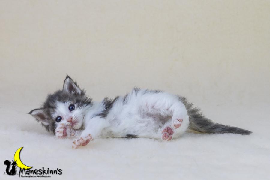 Yemaya (28 Tage alt)