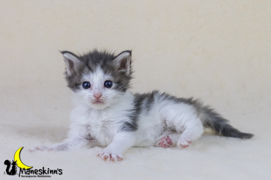 Yemaya (28 Tage alt)