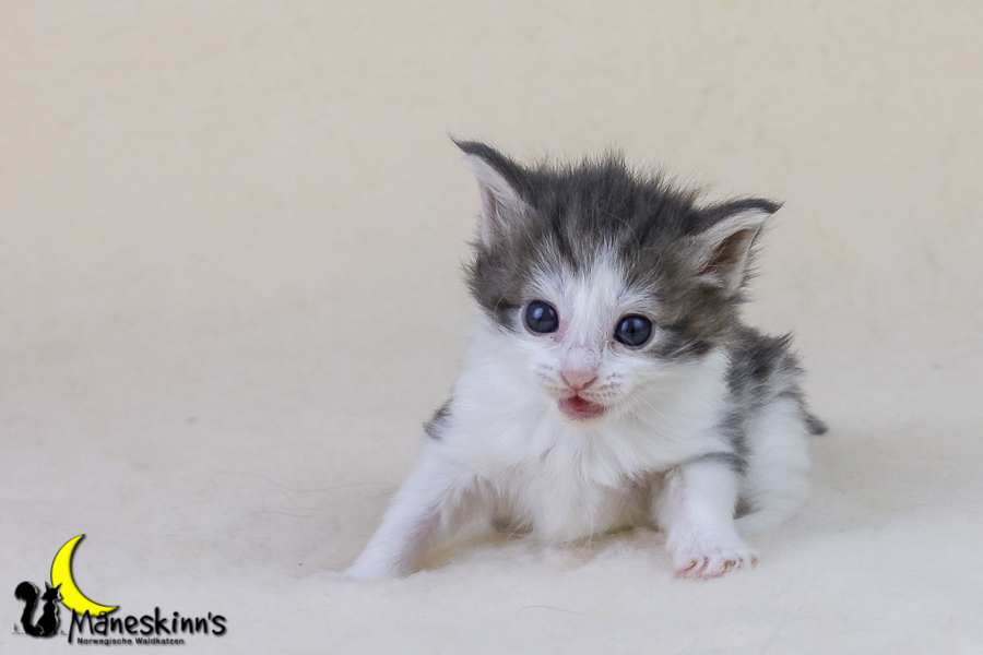 Yemaya (28 Tage alt)