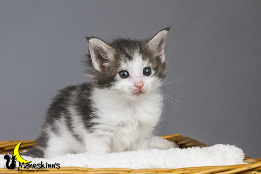 Yemaya (35 Tage alt)