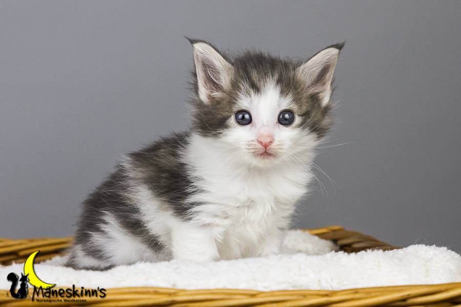 Yemaya (35 Tage alt)