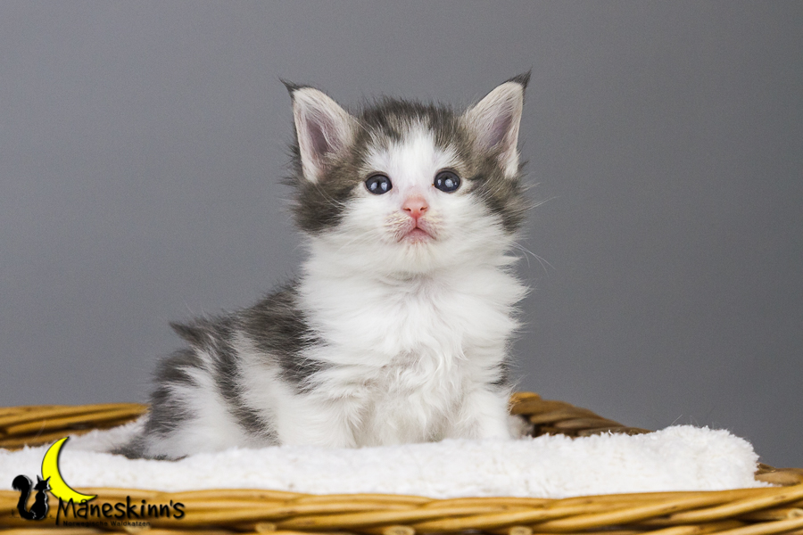 Yemaya (35 Tage alt)