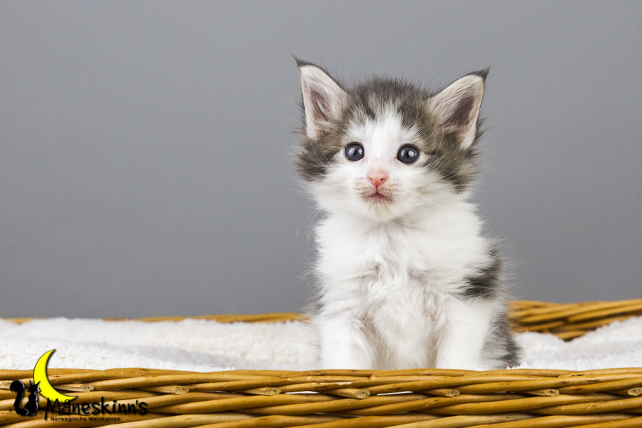 Yemaya (35 Tage alt)