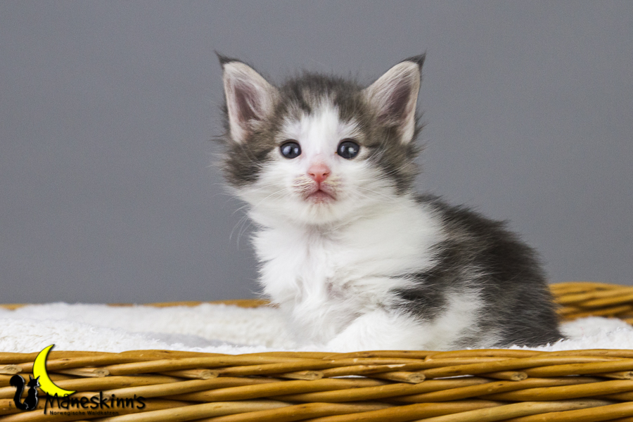 Yemaya (35 Tage alt)