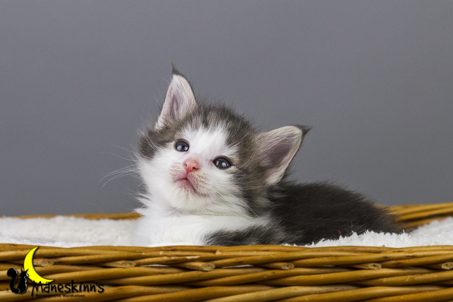 Yemaya (35 Tage alt)