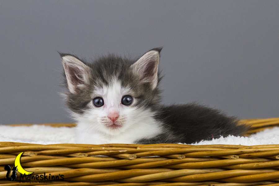 Yemaya (35 Tage alt)