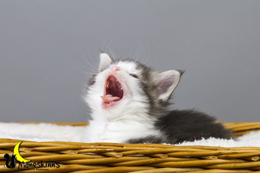 Yemaya (35 Tage alt)