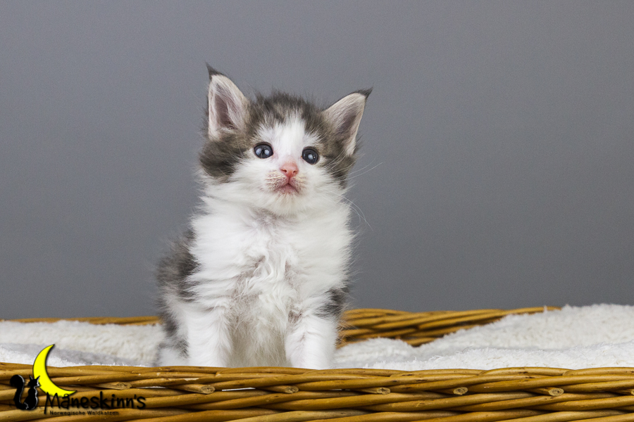 Yemaya (35 Tage alt)