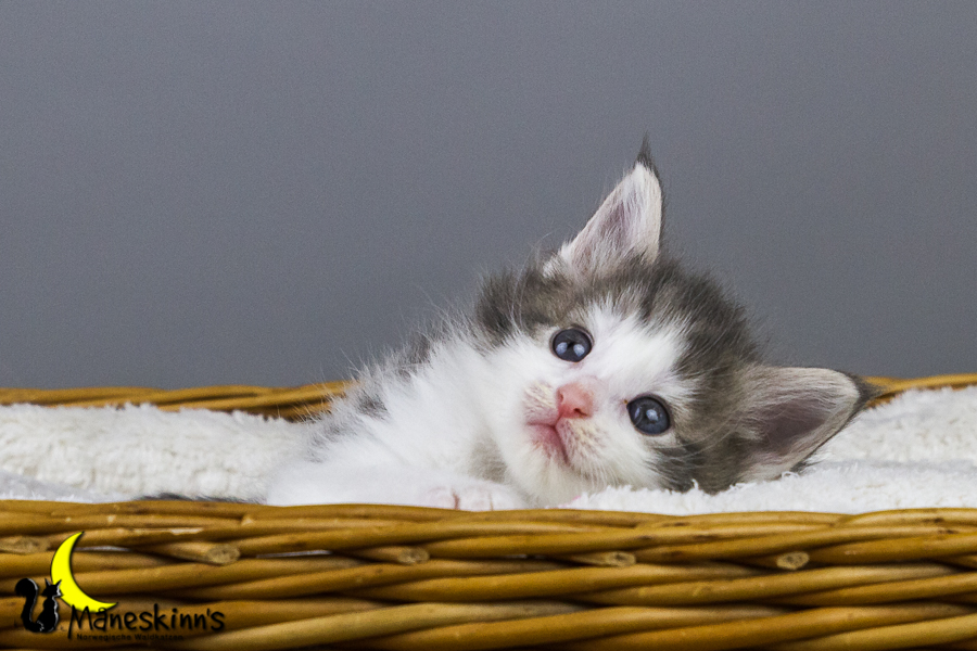 Yemaya (35 Tage alt)