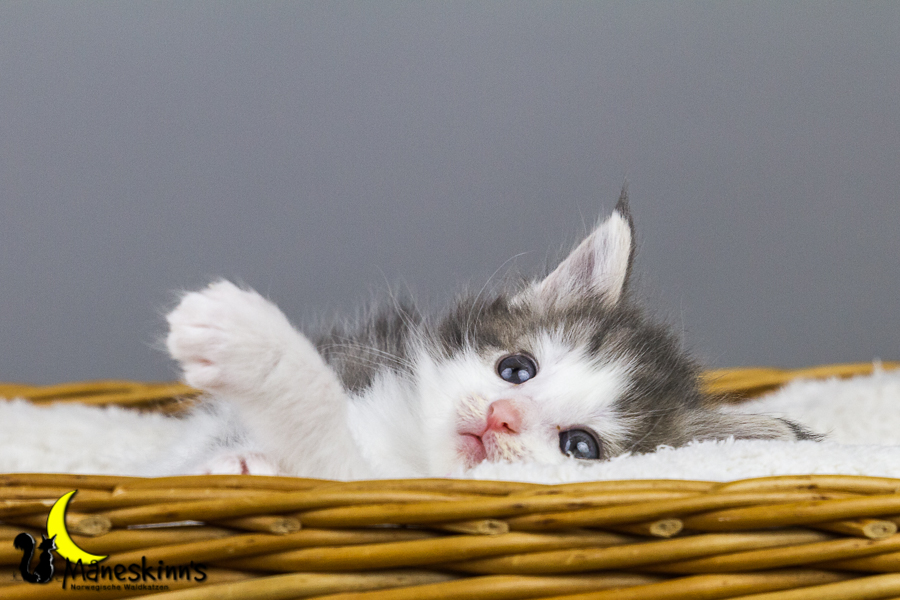 Yemaya (35 Tage alt)