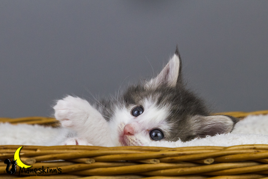 Yemaya (35 Tage alt)