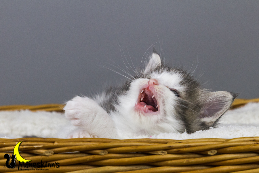 Yemaya (35 Tage alt)