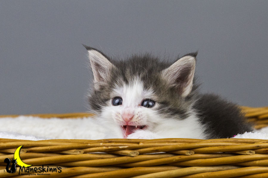 Yemaya (35 Tage alt)