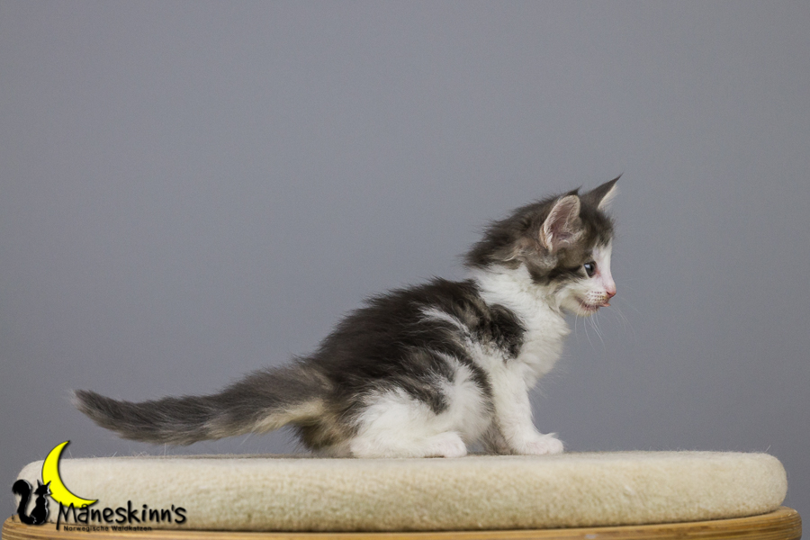 Yemaya (42 Tage alt)