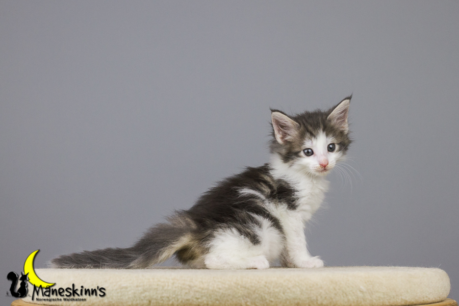 Yemaya (42 Tage alt)