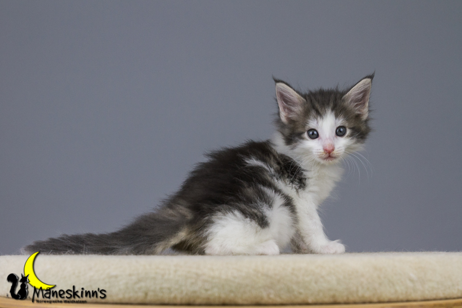 Yemaya (42 Tage alt)