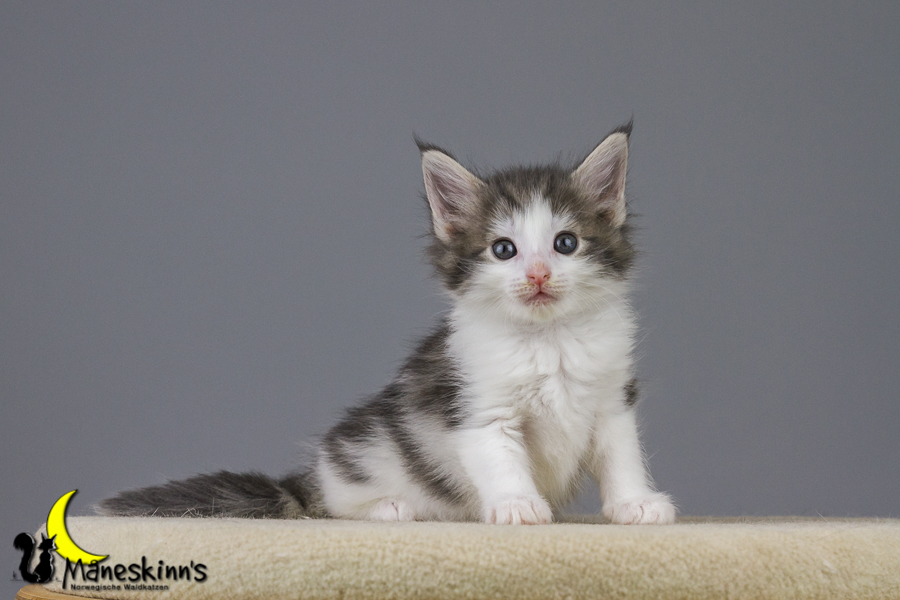 Yemaya (42 Tage alt)