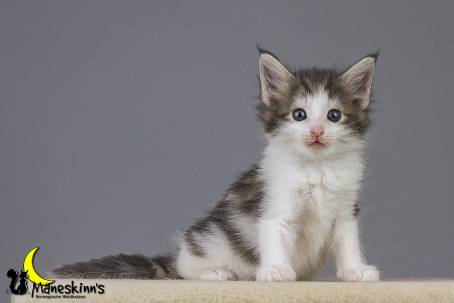 Yemaya (42 Tage alt)