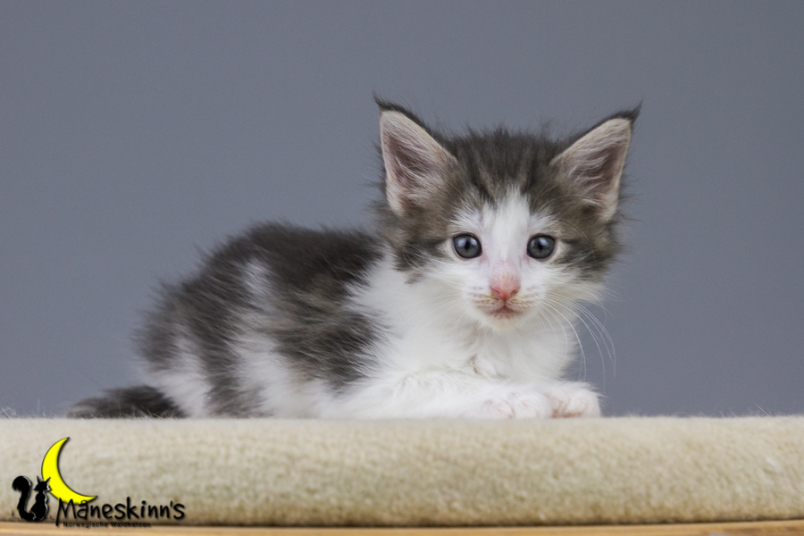 Yemaya (42 Tage alt)