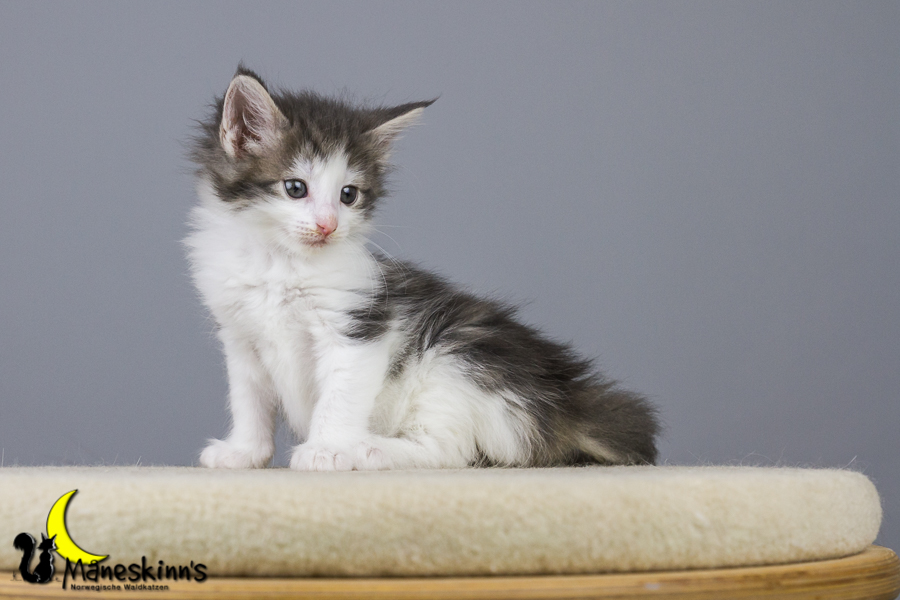 Yemaya (42 Tage alt)