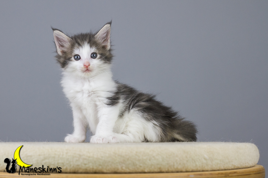 Yemaya (42 Tage alt)