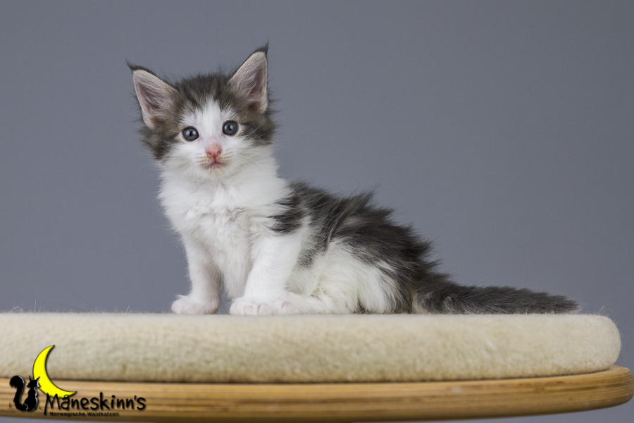 Yemaya (42 Tage alt)