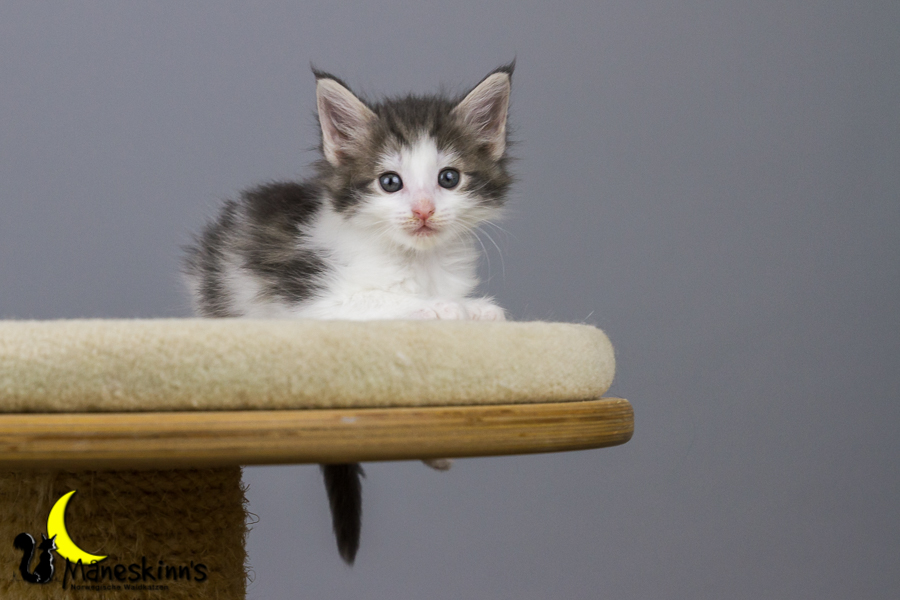 Yemaya (42 Tage alt)