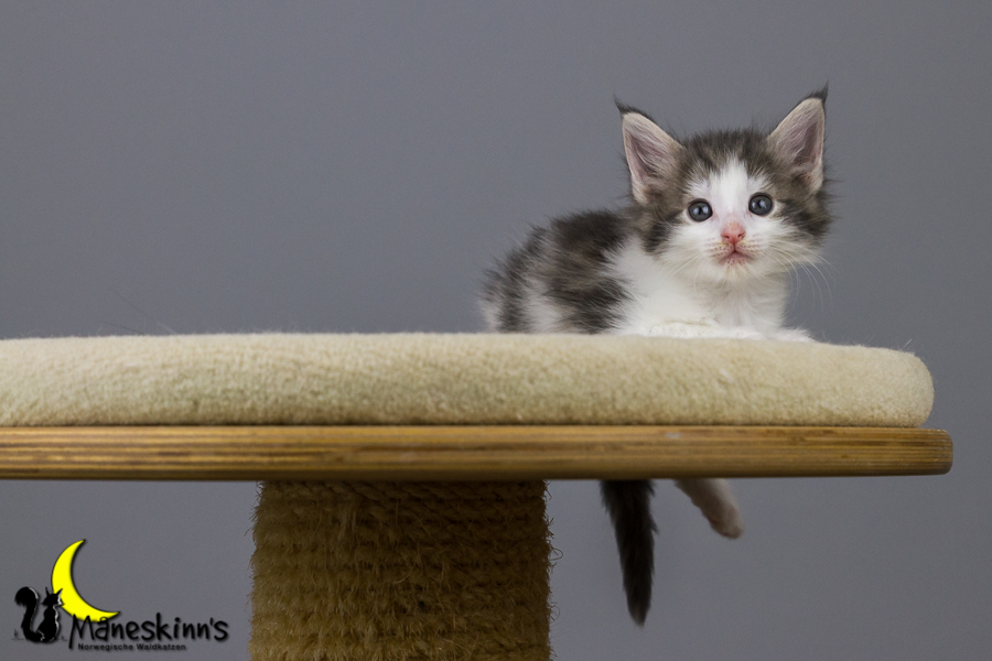 Yemaya (42 Tage alt)