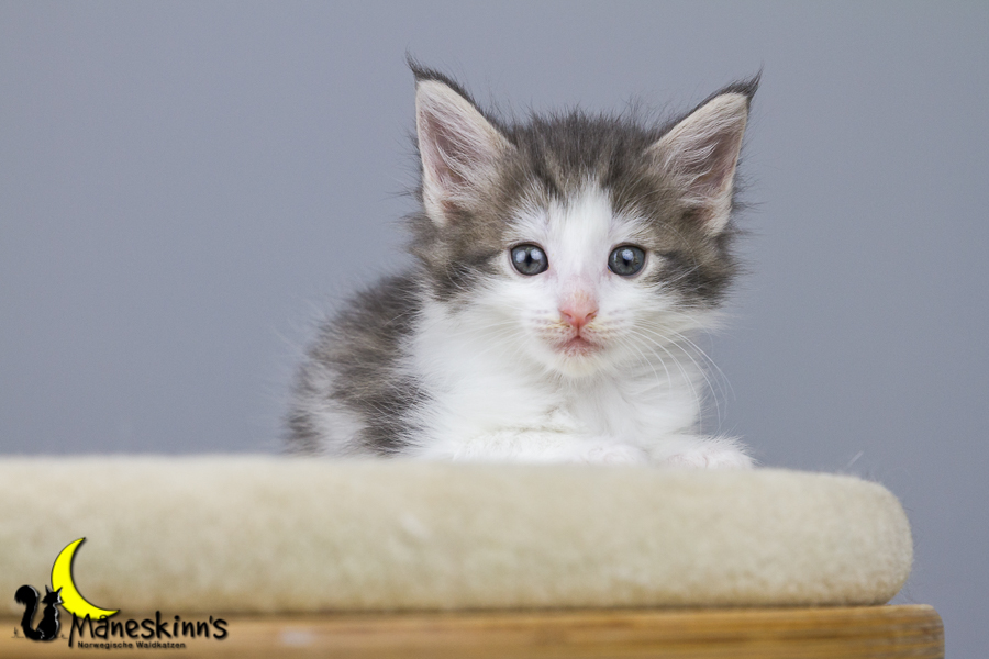 Yemaya (42 Tage alt)