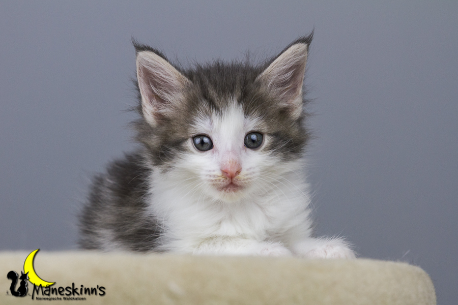 Yemaya (42 Tage alt)