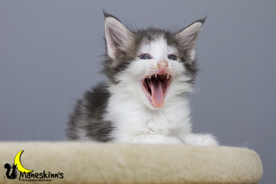 Yemaya (42 Tage alt)