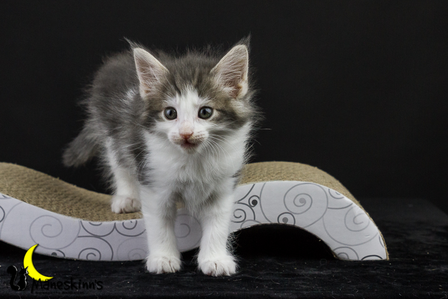 Yemaya (50 Tage alt)