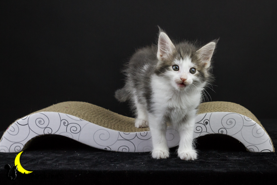 Yemaya (50 Tage alt)