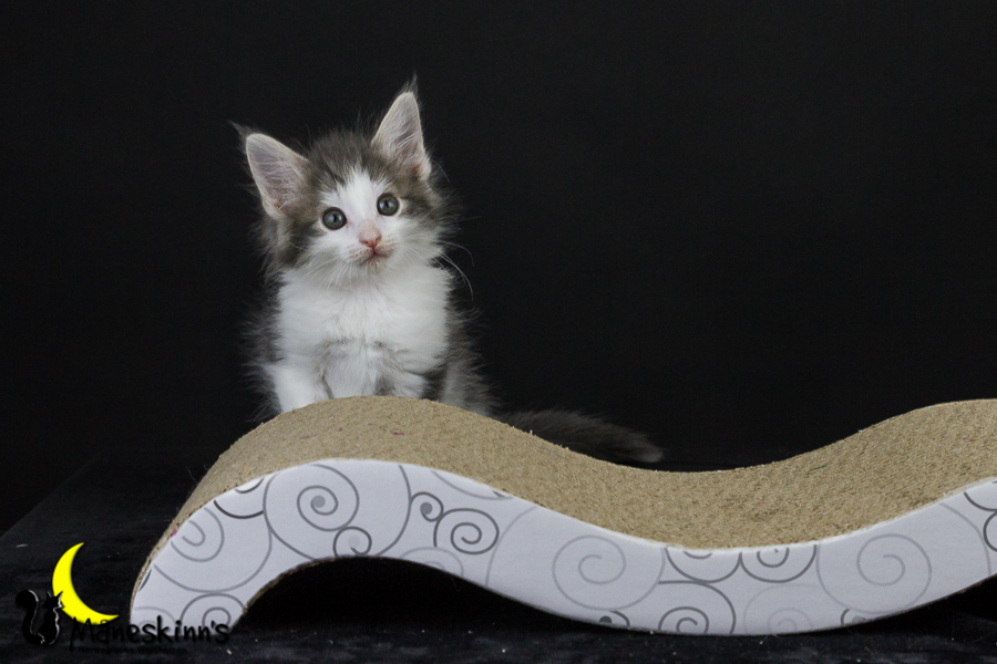 Yemaya (50 Tage alt)