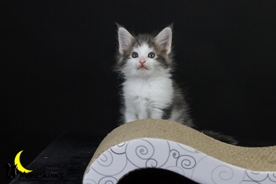 Yemaya (50 Tage alt)