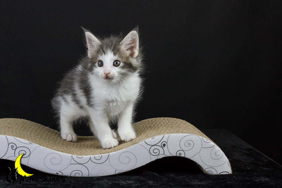 Yemaya (50 Tage alt)