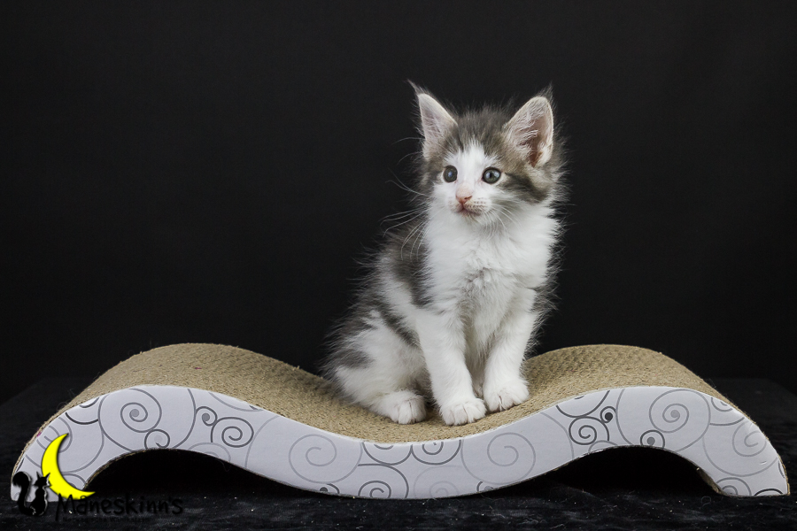 Yemaya (50 Tage alt)