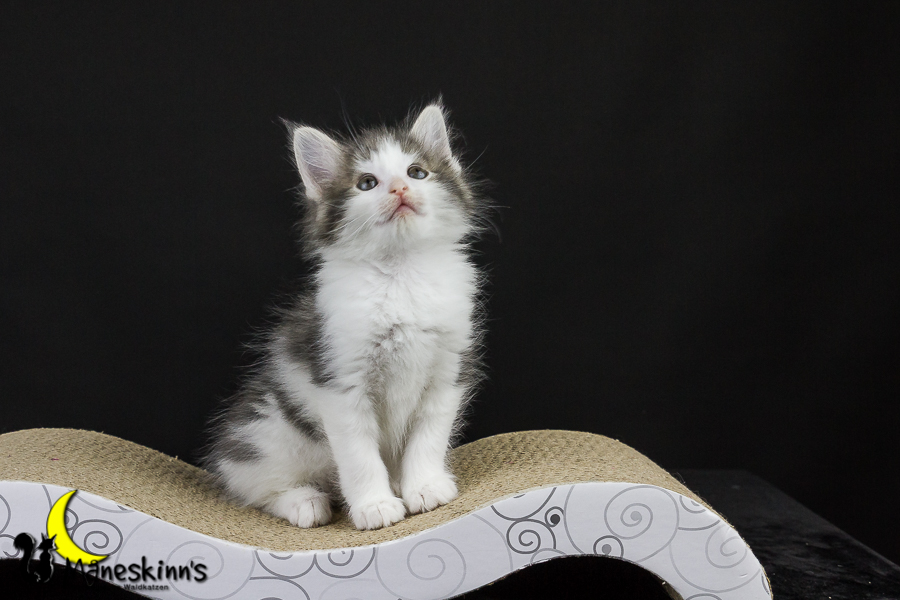 Yemaya (50 Tage alt)