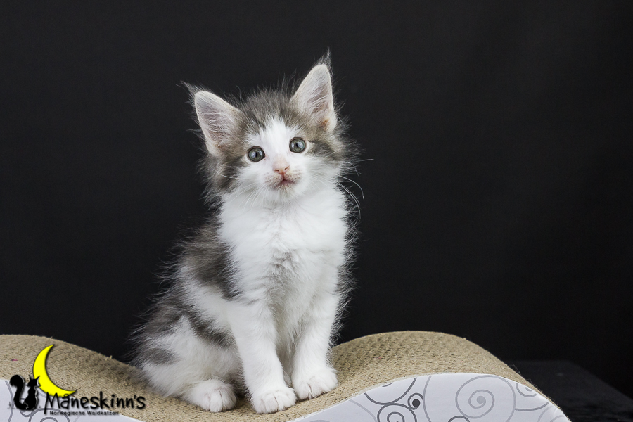 Yemaya (50 Tage alt)