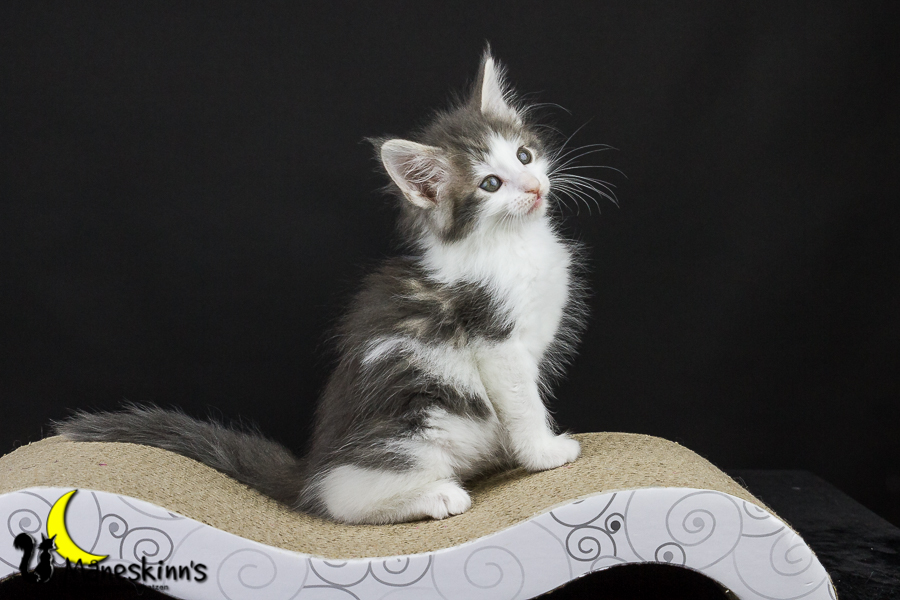 Yemaya (50 Tage alt)