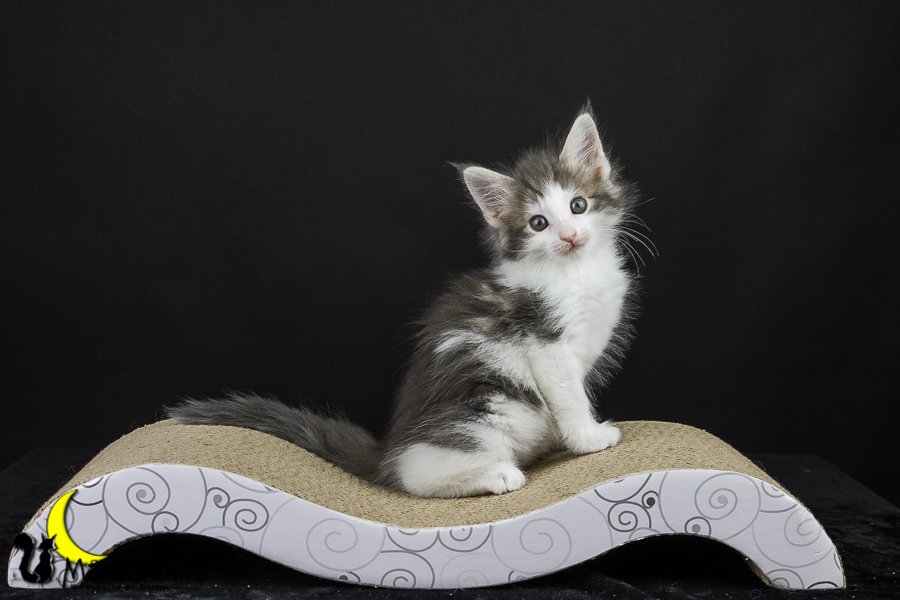 Yemaya (50 Tage alt)