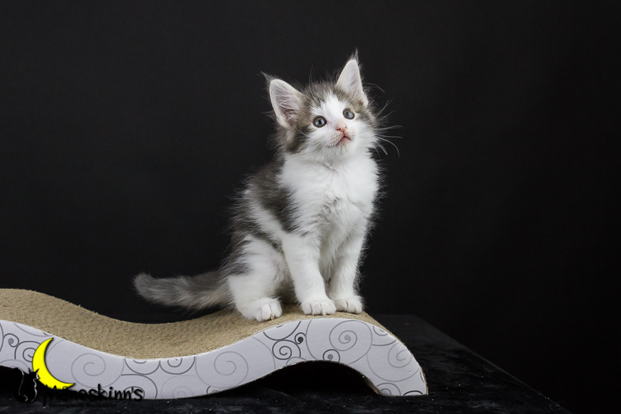 Yemaya (50 Tage alt)