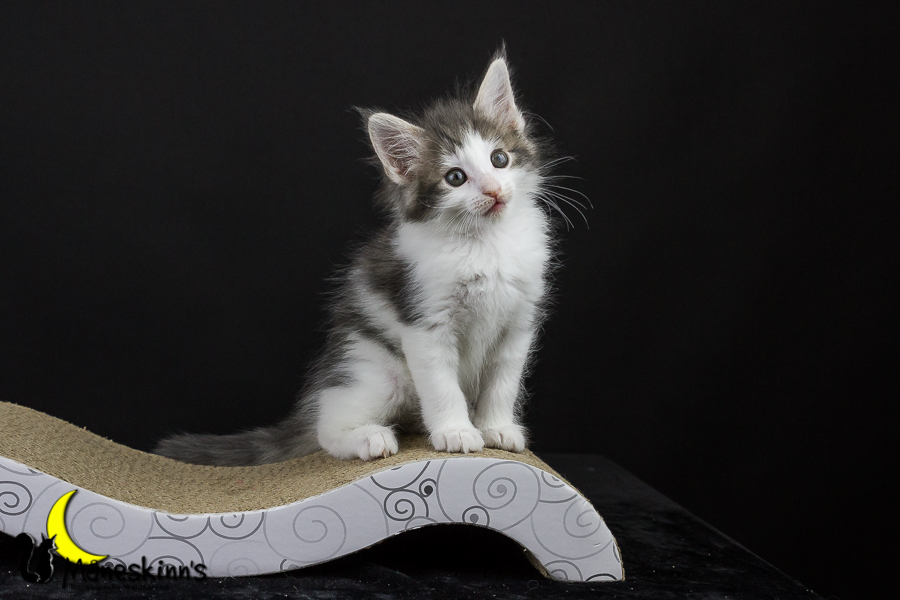 Yemaya (50 Tage alt)