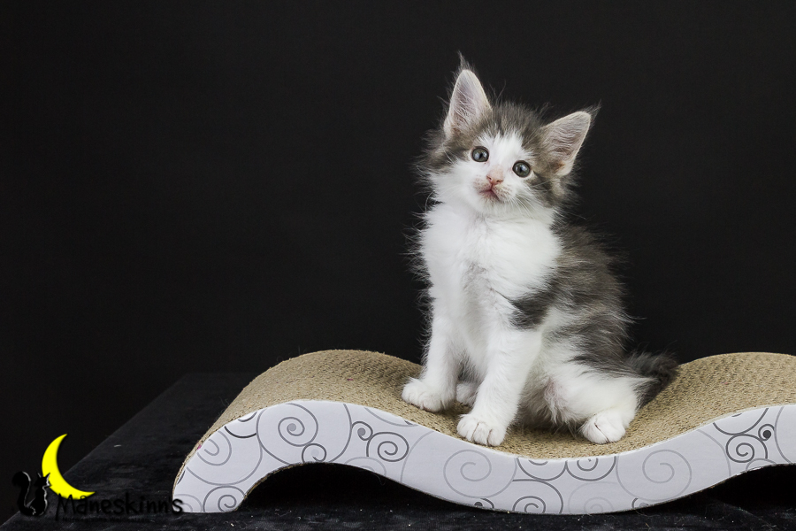 Yemaya (50 Tage alt)