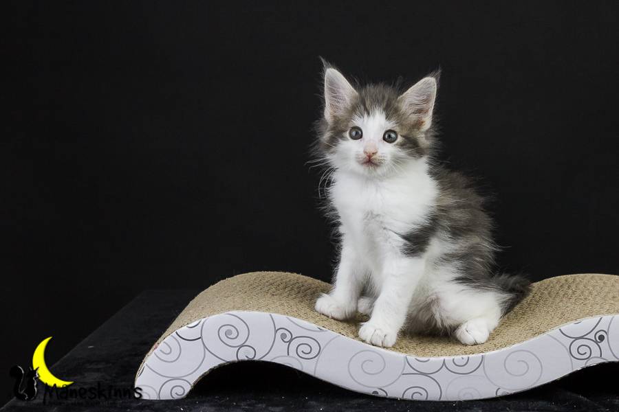 Yemaya (50 Tage alt)