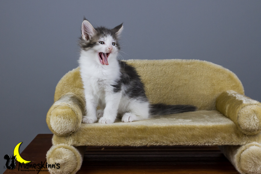 Yemaya (56 Tage alt)