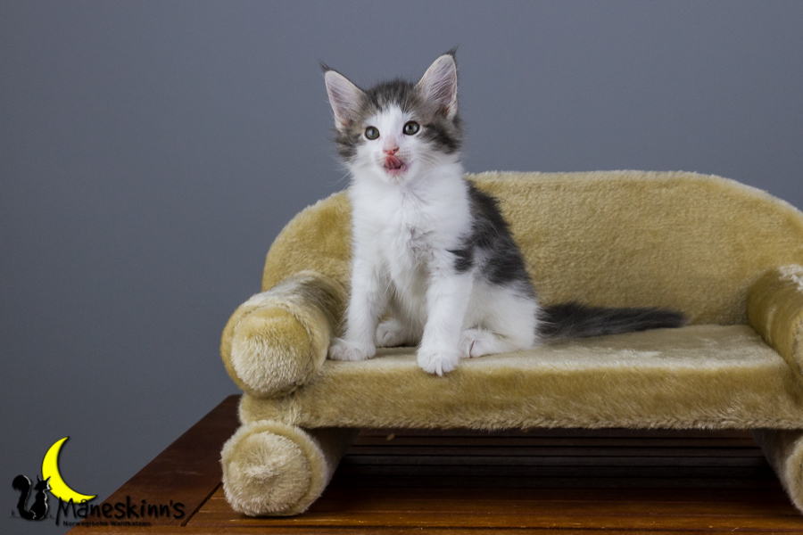 Yemaya (56 Tage alt)