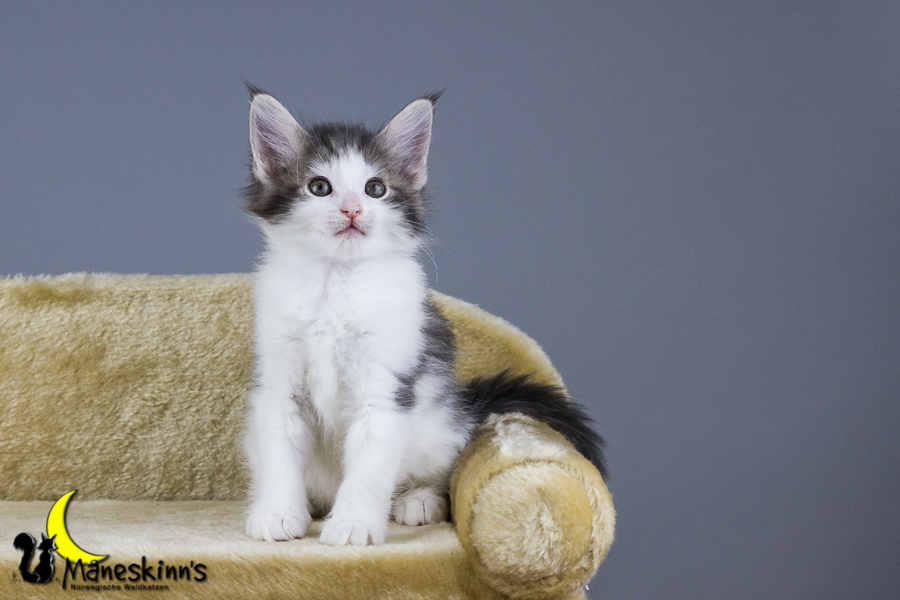 Yemaya (56 Tage alt)