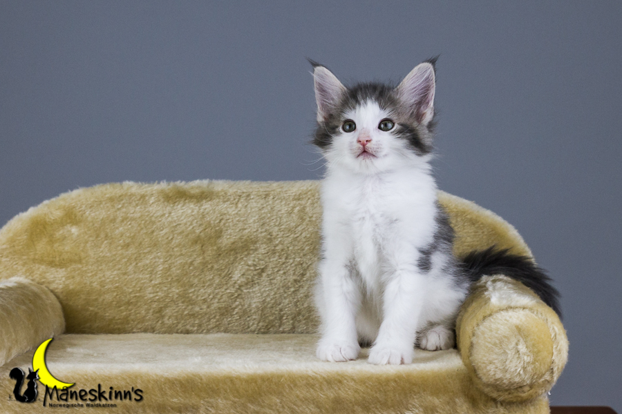 Yemaya (56 Tage alt)