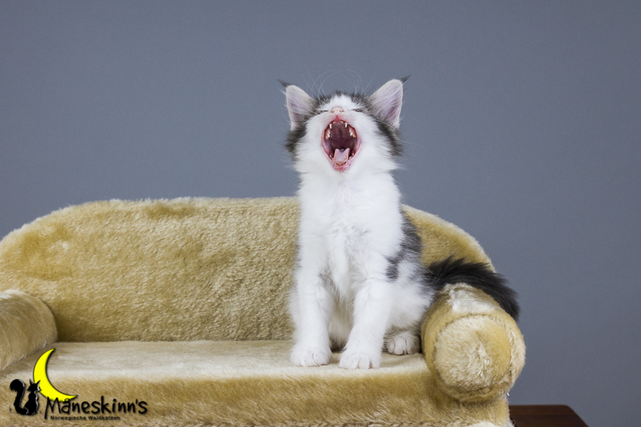 Yemaya (56 Tage alt)